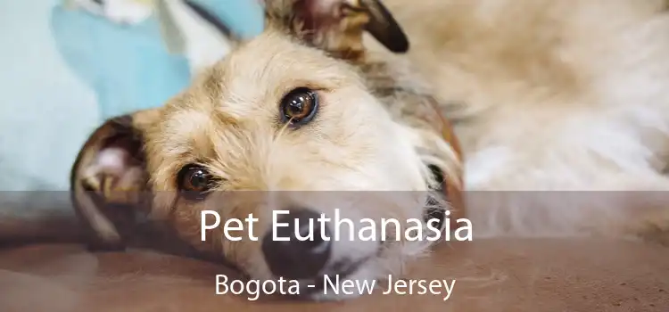 Pet Euthanasia Bogota - New Jersey