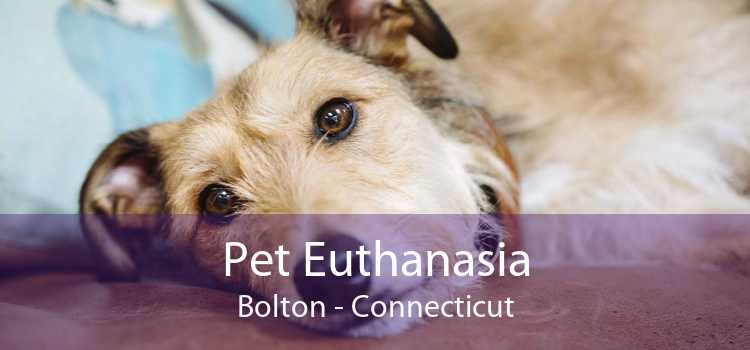 Pet Euthanasia Bolton - Connecticut