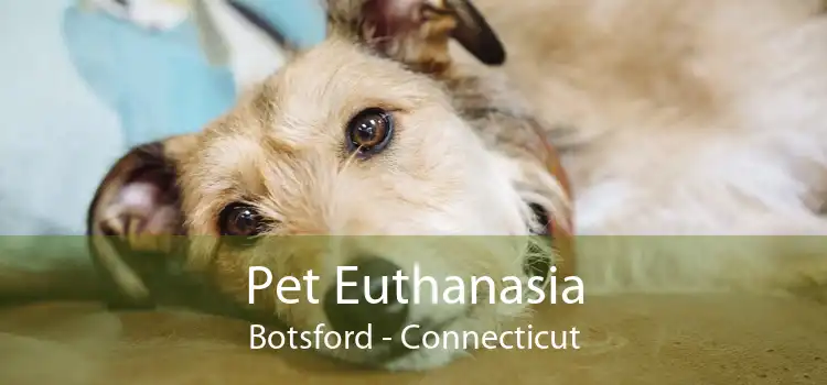 Pet Euthanasia Botsford - Connecticut