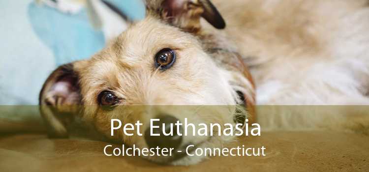 Pet Euthanasia Colchester - Connecticut