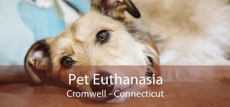 Pet Euthanasia Cromwell - Connecticut