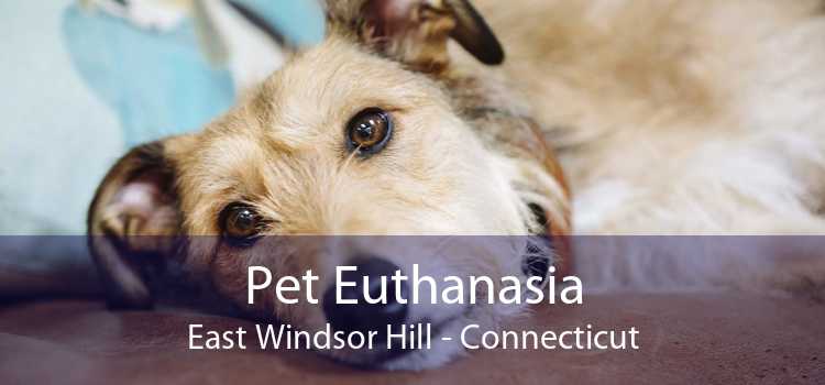 Pet Euthanasia East Windsor Hill - Connecticut