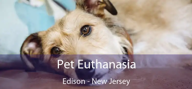 Pet Euthanasia Edison - New Jersey