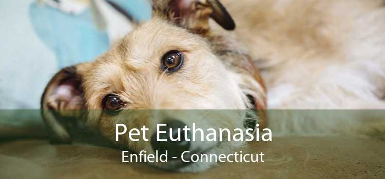 Pet Euthanasia Enfield - Connecticut