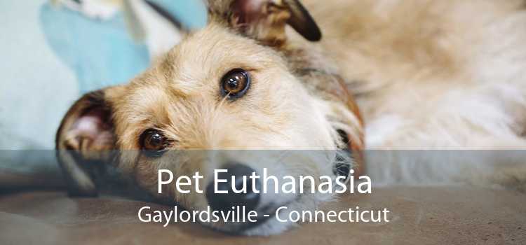 Pet Euthanasia Gaylordsville - Connecticut