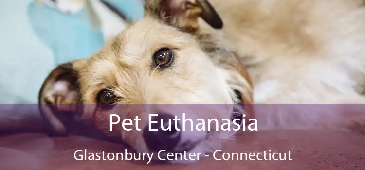 Pet Euthanasia Glastonbury Center - Connecticut