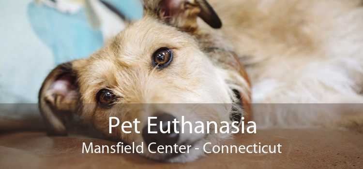Pet Euthanasia Mansfield Center - Connecticut