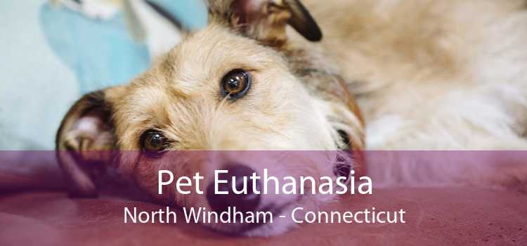 Pet Euthanasia North Windham - Connecticut