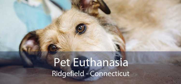 Pet Euthanasia Ridgefield - Connecticut