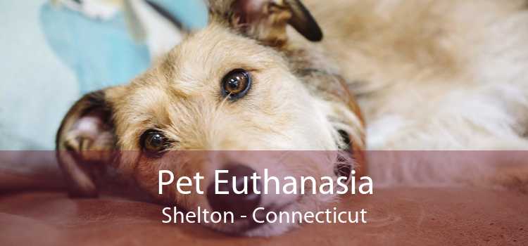 Pet Euthanasia Shelton - Connecticut