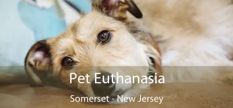 Pet Euthanasia Somerset - New Jersey