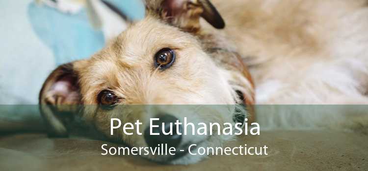 Pet Euthanasia Somersville - Connecticut