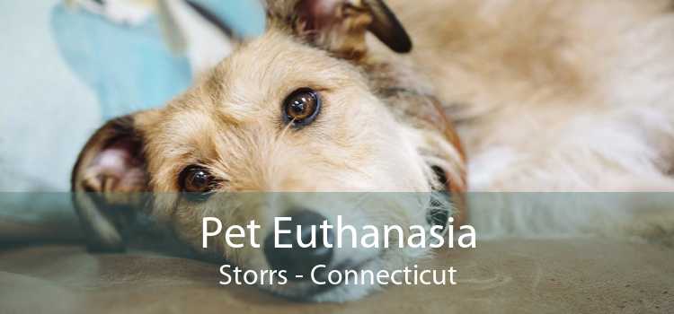 Pet Euthanasia Storrs - Connecticut