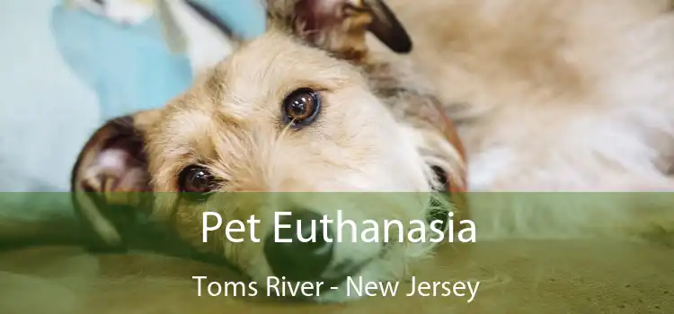 Pet Euthanasia Toms River - New Jersey