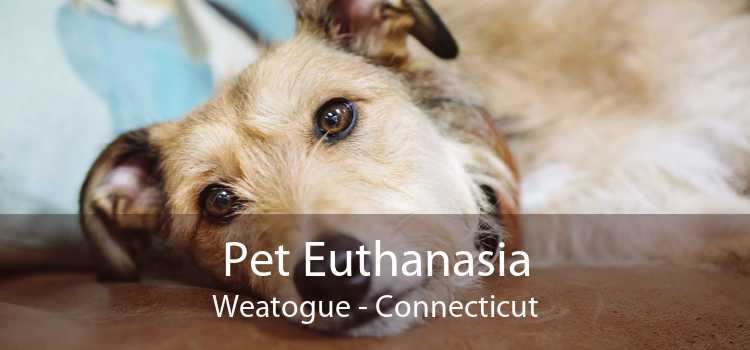 Pet Euthanasia Weatogue - Connecticut