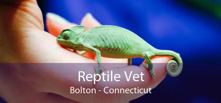 Reptile Vet Bolton - Connecticut