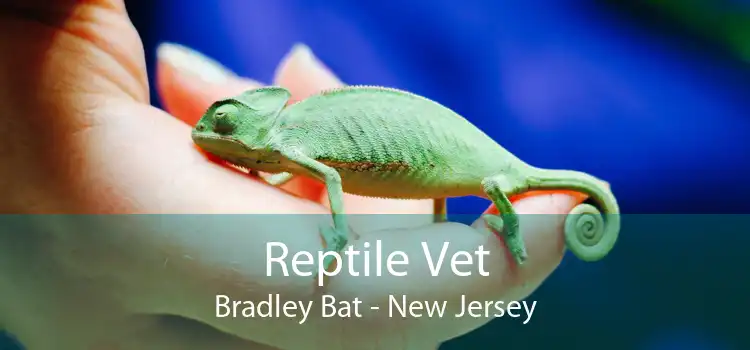 Reptile Vet Bradley Bat - New Jersey