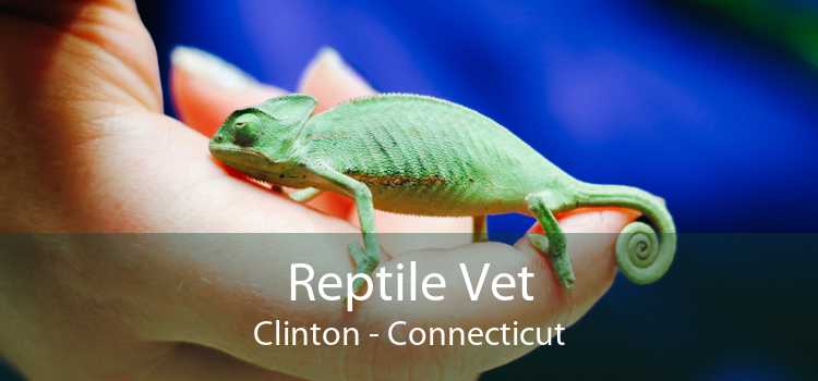 Reptile Vet Clinton - Connecticut