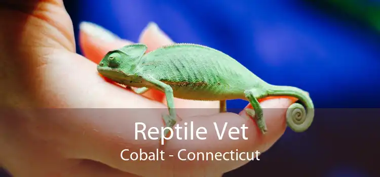 Reptile Vet Cobalt - Connecticut