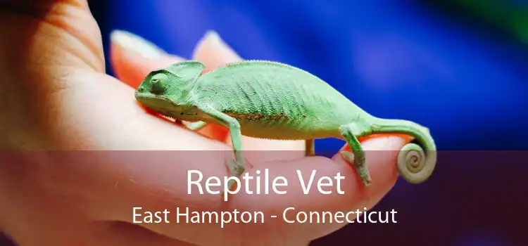 Reptile Vet East Hampton - Connecticut