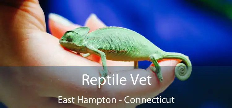 Reptile Vet East Hampton - Connecticut