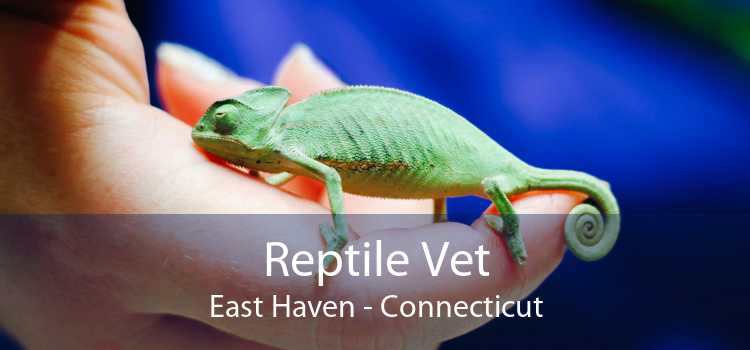 Reptile Vet East Haven - Connecticut