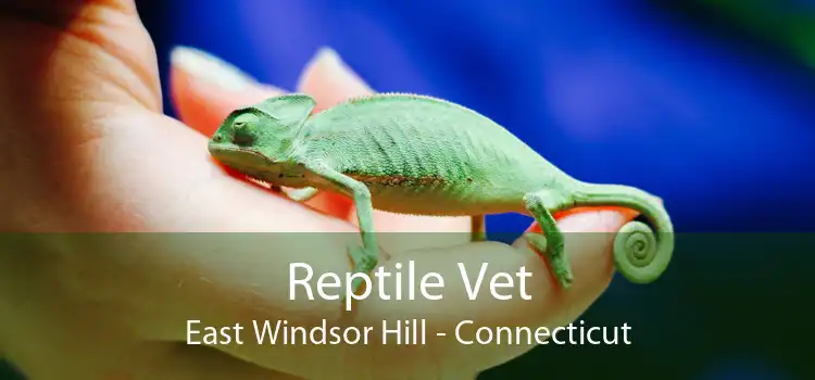 Reptile Vet East Windsor Hill - Connecticut