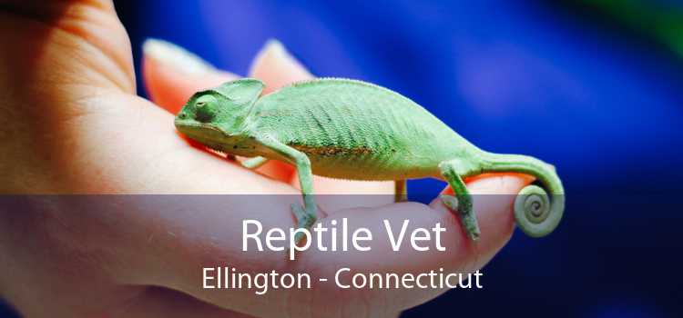 Reptile Vet Ellington - Connecticut