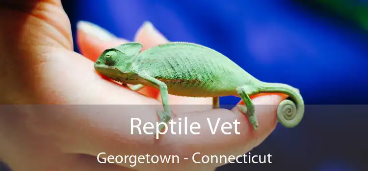 Reptile Vet Georgetown - Connecticut