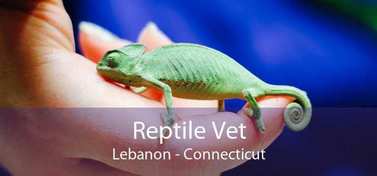 Reptile Vet Lebanon - Connecticut