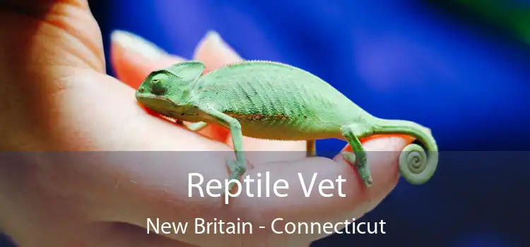 Reptile Vet New Britain - Connecticut