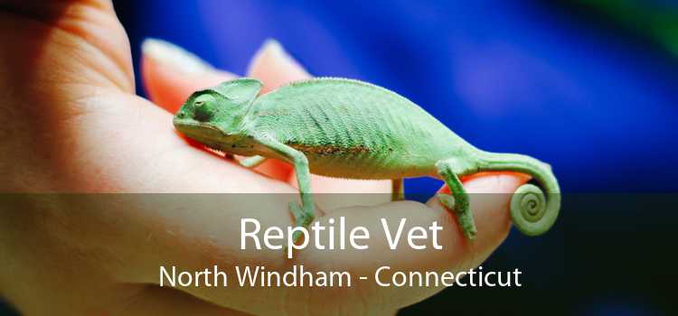 Reptile Vet North Windham - Connecticut