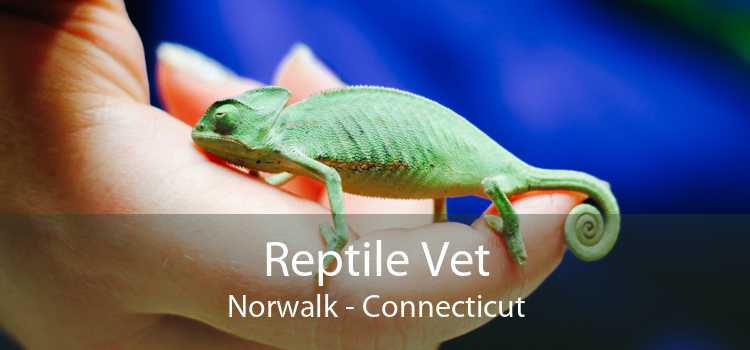 Reptile Vet Norwalk - Connecticut