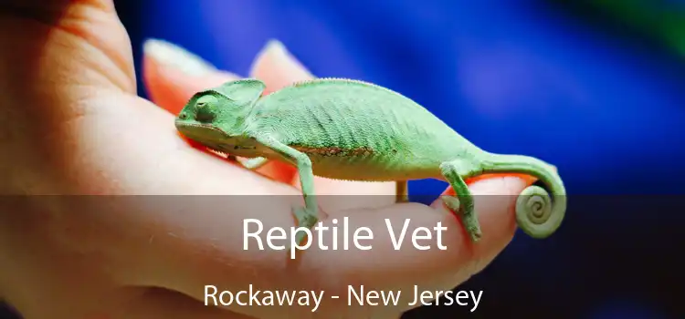 Reptile Vet Rockaway - New Jersey