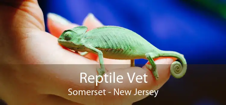 Reptile Vet Somerset - New Jersey