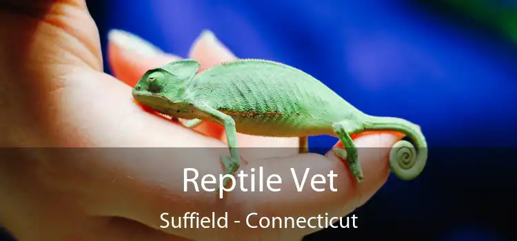 Reptile Vet Suffield - Connecticut