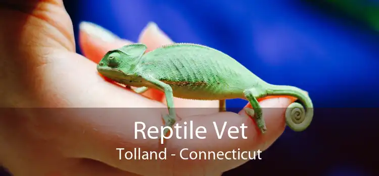 Reptile Vet Tolland - Connecticut