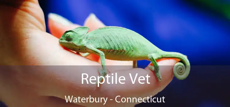 Reptile Vet Waterbury - Connecticut