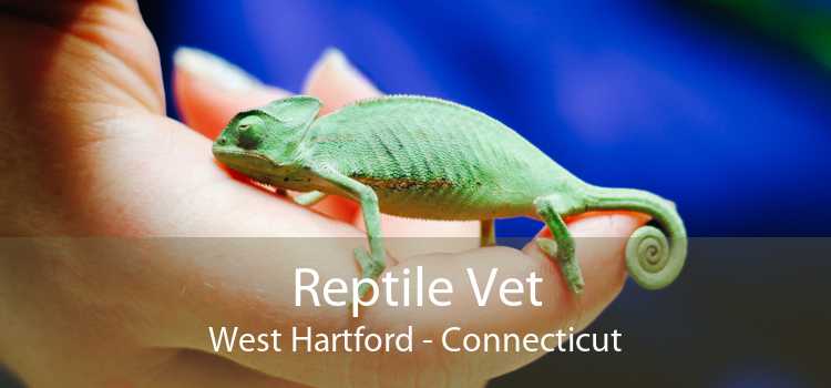 Reptile Vet West Hartford - Connecticut