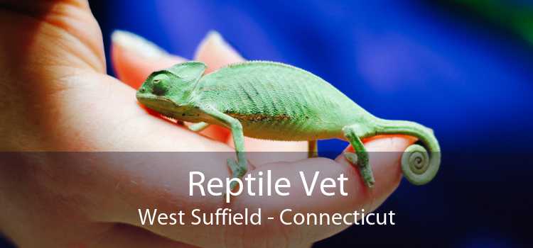 Reptile Vet West Suffield - Connecticut