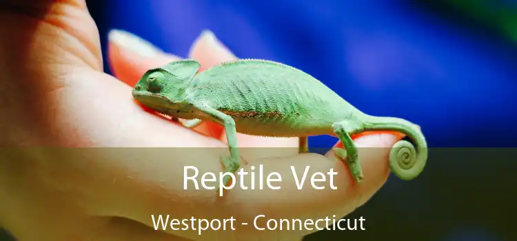 Reptile Vet Westport - Connecticut