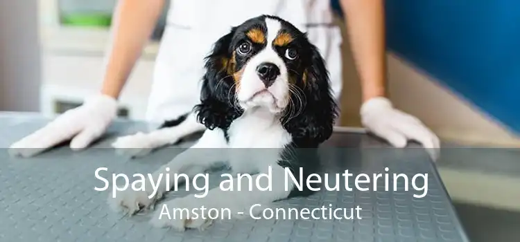 Spaying and Neutering Amston - Connecticut