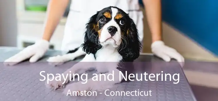 Spaying and Neutering Amston - Connecticut