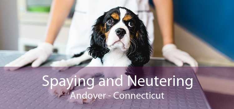 Spaying and Neutering Andover - Connecticut