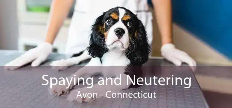 Spaying and Neutering Avon - Connecticut