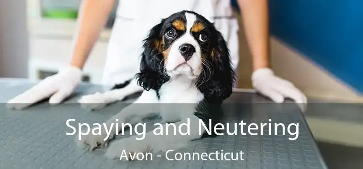 Spaying and Neutering Avon - Connecticut