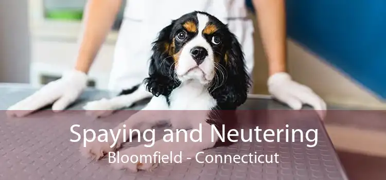Spaying and Neutering Bloomfield - Connecticut