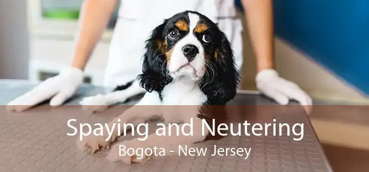 Spaying and Neutering Bogota - New Jersey