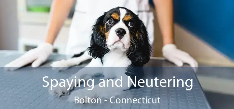 Spaying and Neutering Bolton - Connecticut