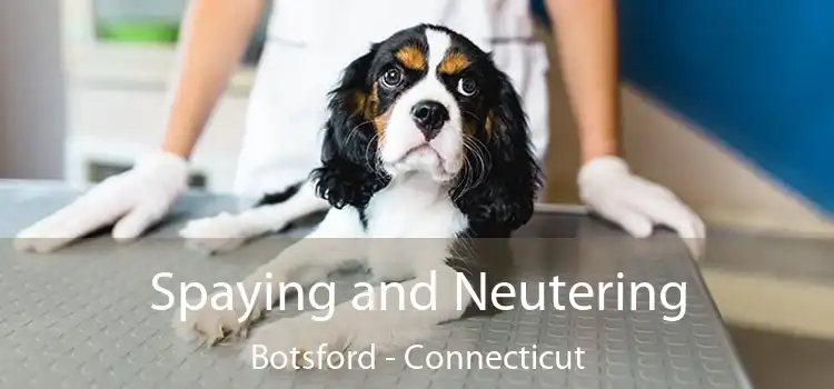 Spaying and Neutering Botsford - Connecticut
